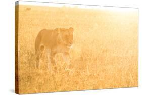 A Female Lion In The Warm Morning Light. Location: Maasai Mara, Kenya-Axel Brunst-Stretched Canvas