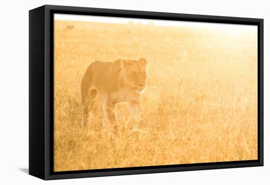 A Female Lion In The Warm Morning Light. Location: Maasai Mara, Kenya-Axel Brunst-Framed Stretched Canvas