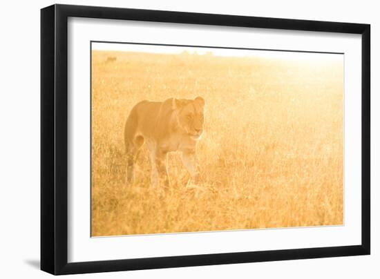 A Female Lion In The Warm Morning Light. Location: Maasai Mara, Kenya-Axel Brunst-Framed Photographic Print