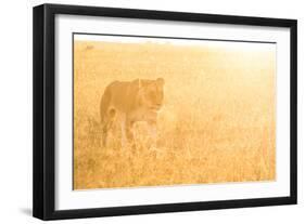 A Female Lion In The Warm Morning Light. Location: Maasai Mara, Kenya-Axel Brunst-Framed Photographic Print