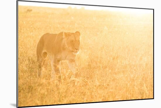 A Female Lion In The Warm Morning Light. Location: Maasai Mara, Kenya-Axel Brunst-Mounted Photographic Print