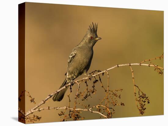 A Female Phainopepla (Phainopepla Nitens) in the Southern California Desert.-Neil Losin-Stretched Canvas