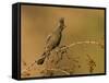 A Female Phainopepla (Phainopepla Nitens) in the Southern California Desert.-Neil Losin-Framed Stretched Canvas