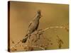 A Female Phainopepla (Phainopepla Nitens) in the Southern California Desert.-Neil Losin-Stretched Canvas