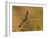 A Female Phainopepla (Phainopepla Nitens) in the Southern California Desert.-Neil Losin-Framed Photographic Print