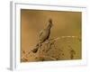 A Female Phainopepla (Phainopepla Nitens) in the Southern California Desert.-Neil Losin-Framed Photographic Print