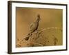 A Female Phainopepla (Phainopepla Nitens) in the Southern California Desert.-Neil Losin-Framed Photographic Print