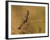 A Female Phainopepla (Phainopepla Nitens) in the Southern California Desert.-Neil Losin-Framed Photographic Print