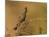 A Female Phainopepla (Phainopepla Nitens) in the Southern California Desert.-Neil Losin-Mounted Photographic Print