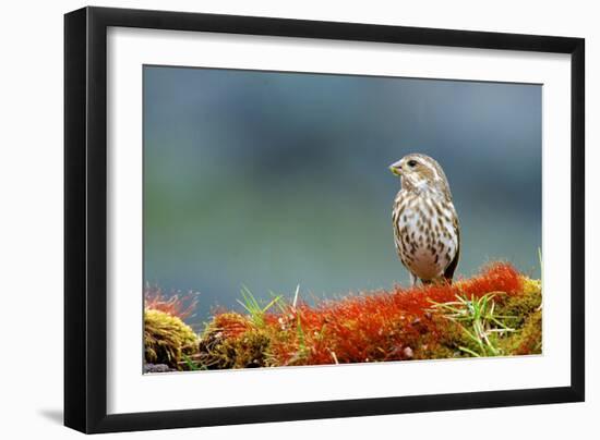 A female Pine Siskin, (Carduelis pinus).-Richard Wright-Framed Photographic Print