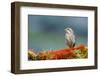 A female Pine Siskin, (Carduelis pinus).-Richard Wright-Framed Photographic Print