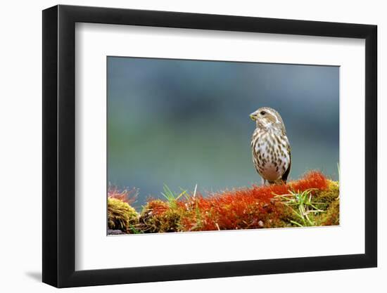 A female Pine Siskin, (Carduelis pinus).-Richard Wright-Framed Photographic Print