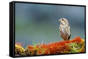 A female Pine Siskin, (Carduelis pinus).-Richard Wright-Framed Stretched Canvas