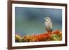 A female Pine Siskin, (Carduelis pinus).-Richard Wright-Framed Photographic Print