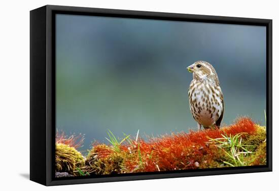 A female Pine Siskin, (Carduelis pinus).-Richard Wright-Framed Stretched Canvas