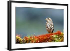 A Female Pine Siskin-Richard Wright-Framed Photographic Print