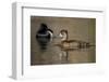 A Female Ring-Necked Duck on a Small Pond in Southern California-Neil Losin-Framed Photographic Print