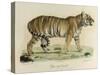 A Female Royal Tiger-C. de Last-Stretched Canvas