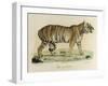 A Female Royal Tiger-C. de Last-Framed Giclee Print