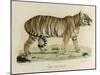 A Female Royal Tiger-C. de Last-Mounted Giclee Print