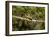 A Female Thick-Billed Euphonia at Las Cruces Biological Station, Costa Rica-Neil Losin-Framed Photographic Print