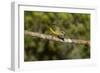 A Female Thick-Billed Euphonia at Las Cruces Biological Station, Costa Rica-Neil Losin-Framed Photographic Print