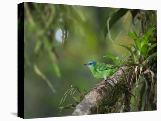 A Female Turquoise Honeycreeper or Blue Dacnis Perches in a Tree in Ubatuba-Alex Saberi-Stretched Canvas