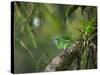 A Female Turquoise Honeycreeper or Blue Dacnis Perches in a Tree in Ubatuba-Alex Saberi-Stretched Canvas