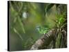 A Female Turquoise Honeycreeper or Blue Dacnis Perches in a Tree in Ubatuba-Alex Saberi-Stretched Canvas