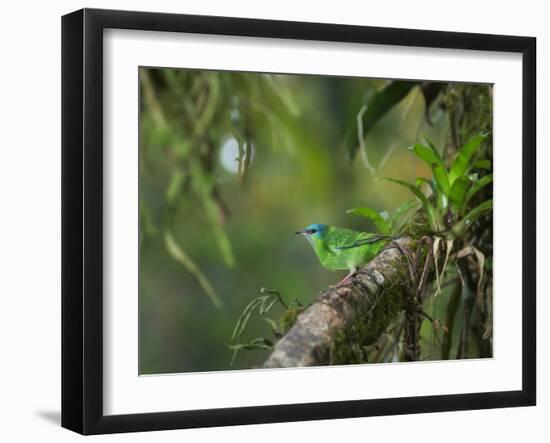 A Female Turquoise Honeycreeper or Blue Dacnis Perches in a Tree in Ubatuba-Alex Saberi-Framed Photographic Print