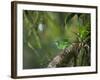 A Female Turquoise Honeycreeper or Blue Dacnis Perches in a Tree in Ubatuba-Alex Saberi-Framed Photographic Print