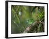 A Female Turquoise Honeycreeper or Blue Dacnis Perches in a Tree in Ubatuba-Alex Saberi-Framed Photographic Print