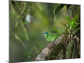 A Female Turquoise Honeycreeper or Blue Dacnis Perches in a Tree in Ubatuba-Alex Saberi-Mounted Photographic Print