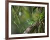 A Female Turquoise Honeycreeper or Blue Dacnis Perches in a Tree in Ubatuba-Alex Saberi-Framed Photographic Print