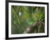 A Female Turquoise Honeycreeper or Blue Dacnis Perches in a Tree in Ubatuba-Alex Saberi-Framed Photographic Print