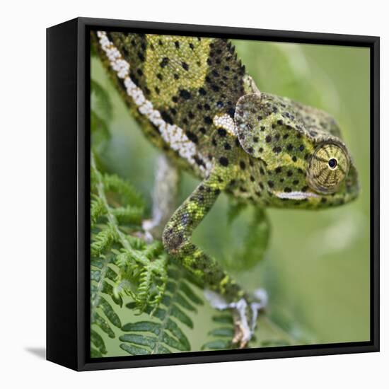 A Female Two-Horned Chameleon in the Amani Nature Reserve-Nigel Pavitt-Framed Stretched Canvas