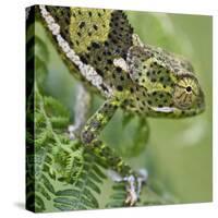 A Female Two-Horned Chameleon in the Amani Nature Reserve-Nigel Pavitt-Stretched Canvas