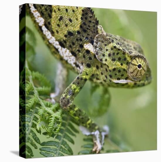 A Female Two-Horned Chameleon in the Amani Nature Reserve-Nigel Pavitt-Stretched Canvas