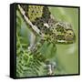 A Female Two-Horned Chameleon in the Amani Nature Reserve-Nigel Pavitt-Framed Stretched Canvas