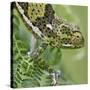 A Female Two-Horned Chameleon in the Amani Nature Reserve-Nigel Pavitt-Stretched Canvas