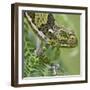 A Female Two-Horned Chameleon in the Amani Nature Reserve-Nigel Pavitt-Framed Photographic Print