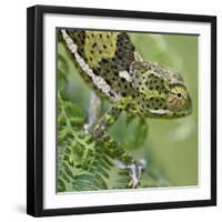 A Female Two-Horned Chameleon in the Amani Nature Reserve-Nigel Pavitt-Framed Photographic Print