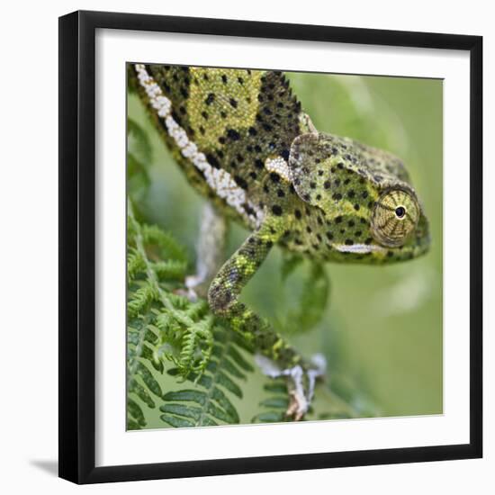 A Female Two-Horned Chameleon in the Amani Nature Reserve-Nigel Pavitt-Framed Photographic Print