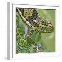 A Female Two-Horned Chameleon in the Amani Nature Reserve-Nigel Pavitt-Framed Photographic Print