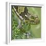 A Female Two-Horned Chameleon in the Amani Nature Reserve-Nigel Pavitt-Framed Photographic Print