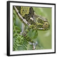 A Female Two-Horned Chameleon in the Amani Nature Reserve-Nigel Pavitt-Framed Photographic Print