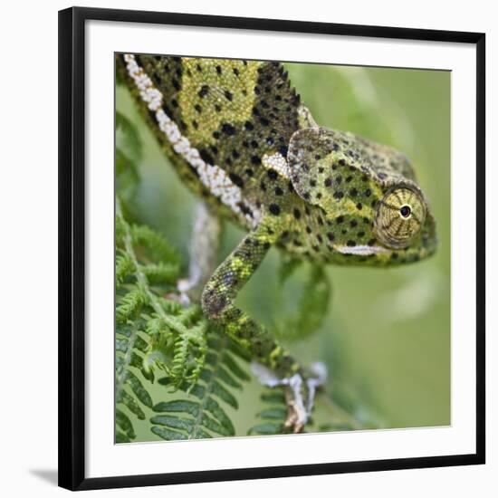 A Female Two-Horned Chameleon in the Amani Nature Reserve-Nigel Pavitt-Framed Photographic Print