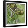 A Female Two-Horned Chameleon in the Amani Nature Reserve-Nigel Pavitt-Framed Photographic Print