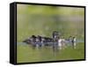 A Female Wood Duck (Aix Sponsa) Is Surrounded by Her Young Ducklings, Washington, USA-Gary Luhm-Framed Stretched Canvas