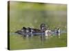 A Female Wood Duck (Aix Sponsa) Is Surrounded by Her Young Ducklings, Washington, USA-Gary Luhm-Stretched Canvas